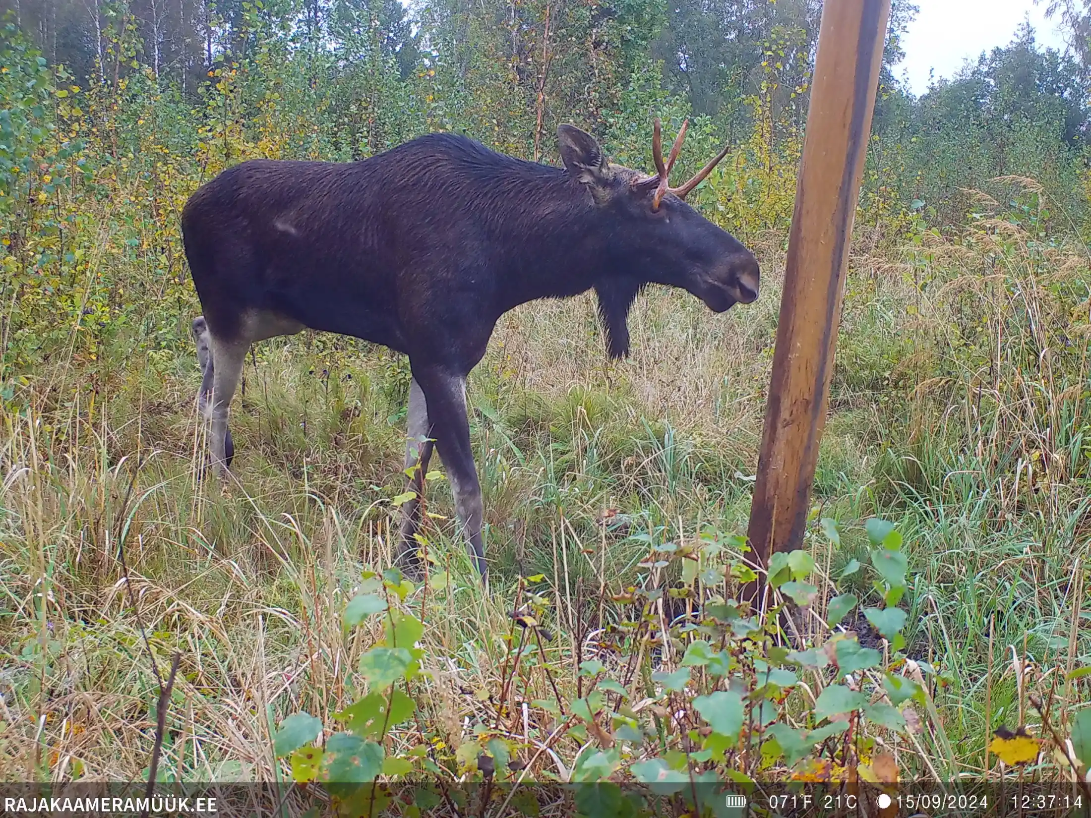 Pärnumaal Tahkuranna jahiseltsi maadel jäi rajakaamerasse õnnetu põdrapull, kellele on sarv silmakoopasse kasvanud ja paremat silma enam ei ole. EJS palus komme